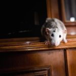 Why Are Rats Increasing in South London? 7 Warning Signs Homeowners Should Never Ignore