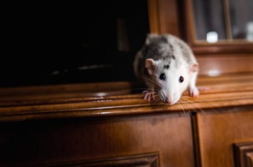 Concerned about rats in your home? Discover the 7 warning signs of a rat infestation, why rat populations are increasing in South London, and how professional rat control can help protect your property.