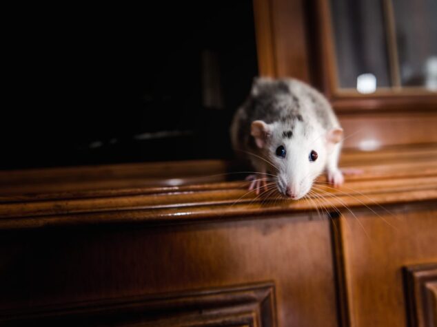 Concerned about rats in your home? Discover the 7 warning signs of a rat infestation, why rat populations are increasing in South London, and how professional rat control can help protect your property.